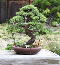 Load image into Gallery viewer, Bonsai Tree | Seed Grow Kit
