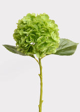Load image into Gallery viewer, 21” Green Hydrangea Stem