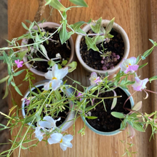 Load image into Gallery viewer, Edith, Chai | Growing Candle