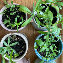 Load image into Gallery viewer, Greta, Unscented | Growing Candle