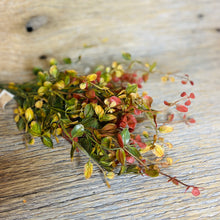 Load image into Gallery viewer, Rust Bog Pimpernel Collection