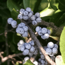 Load image into Gallery viewer, Bedrock Tree Farm Fir Needle Soy Candles