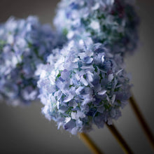 Load image into Gallery viewer, Blue Spring Allium Bunch