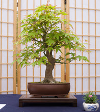Load image into Gallery viewer, Bonsai Tree | Seed Grow Kit

