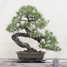 Load image into Gallery viewer, Bonsai Tree | Seed Grow Kit
