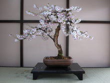 Load image into Gallery viewer, Bonsai Tree | Seed Grow Kit
