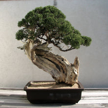 Load image into Gallery viewer, Bonsai Tree | Seed Grow Kit
