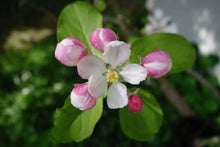 Load image into Gallery viewer, Apple Tree | Seed Grow Kit
