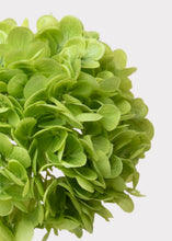 Load image into Gallery viewer, 21” Green Hydrangea Stem
