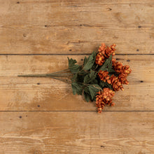 Load image into Gallery viewer, Brown Hops Bush
