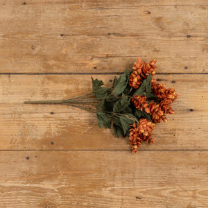 Brown Hops Bush