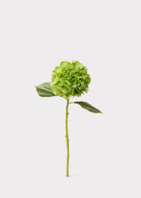 Load image into Gallery viewer, 21” Green Hydrangea Stem
