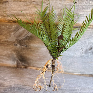 Fern with Roots