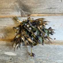 Load image into Gallery viewer, Dried Oat Bushes
