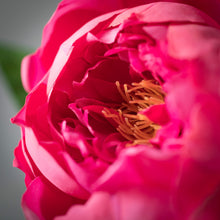 Load image into Gallery viewer, Freshcut Peony Stem
