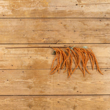 Load image into Gallery viewer, Orange Amaranthus Hanging Spray
