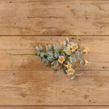 Load image into Gallery viewer, Yellow Wild Honeysuckle Bush
