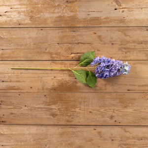 Purple Cone Hydrangea Stem