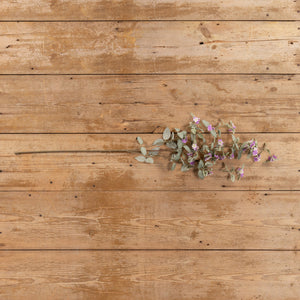 41" Mixed Purple Fittonia Spray