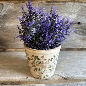 Provence Plains Lavender