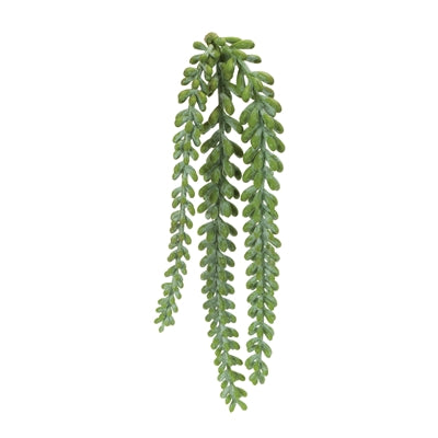 Stem Succulent