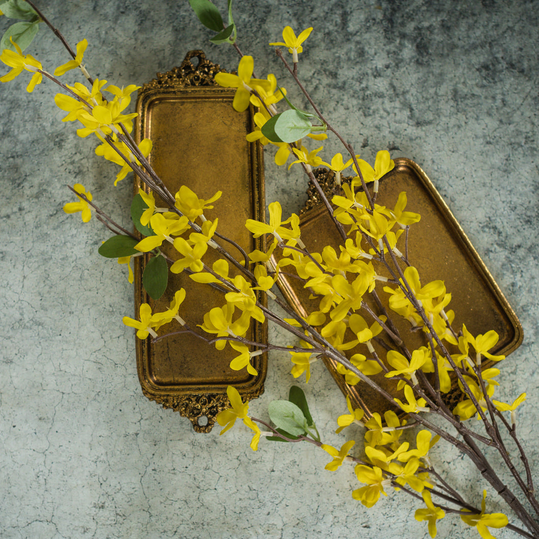 Forsythia Stem