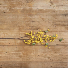 Load image into Gallery viewer, Forsythia Stem
