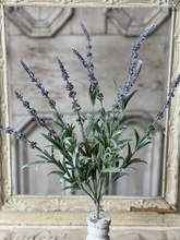 Load image into Gallery viewer, Vista Lavender Bush
