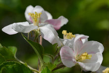 Load image into Gallery viewer, Apple Tree | Seed Grow Kit
