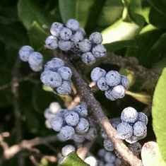 Bedrock Tree Farm Fir Needle Soy Candles