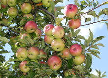 Load image into Gallery viewer, Apple Tree | Seed Grow Kit
