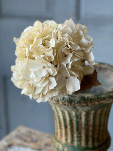 Empire Hydrangeas