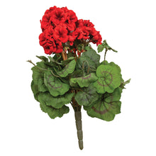 Load image into Gallery viewer, Geranium Bush 15"
