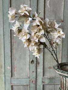 Bougainvillea Spray