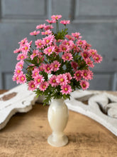 Load image into Gallery viewer, Curtsy Daisy Bush

