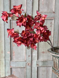 Bougainvillea Spray
