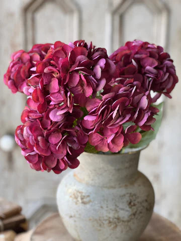 Debut Hydrangeas