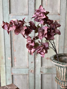 Bougainvillea Spray