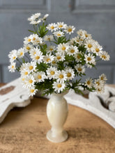 Load image into Gallery viewer, Curtsy Daisy Bush
