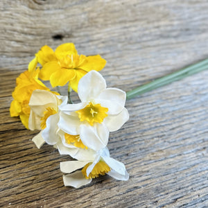 Mini Daffodil Stems