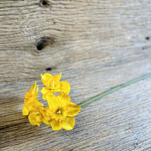 Load image into Gallery viewer, Mini Daffodil Stems
